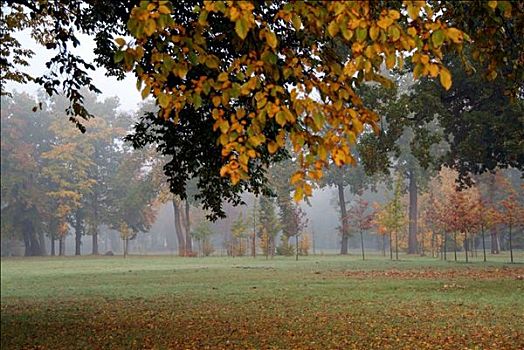 公园,秋天,树,柏林,德国