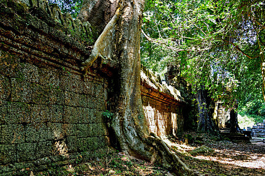 柬埔寨圣剑寺与寺共生的树