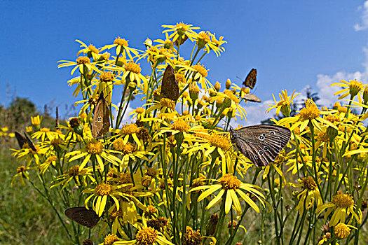 蝴蝶,花,巴伐利亚,德国