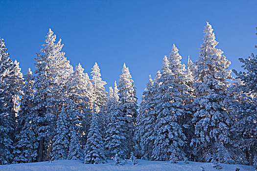 积雪,松树