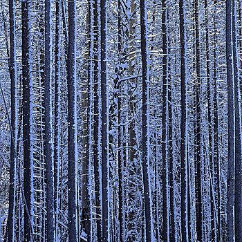 积雪,树干,树林,碧玉国家公园,艾伯塔省,加拿大
