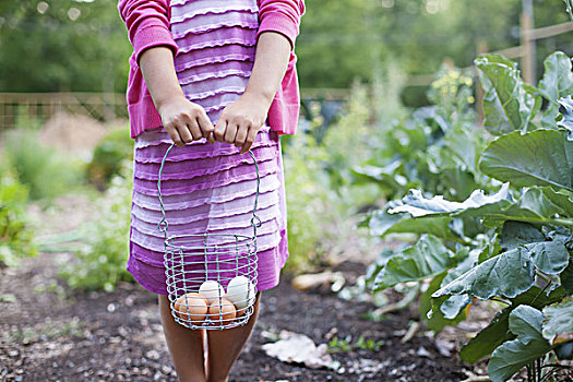 女孩,拿着,铁丝篮,新鲜,鸡蛋,褐色,有机蔬菜,小块土地