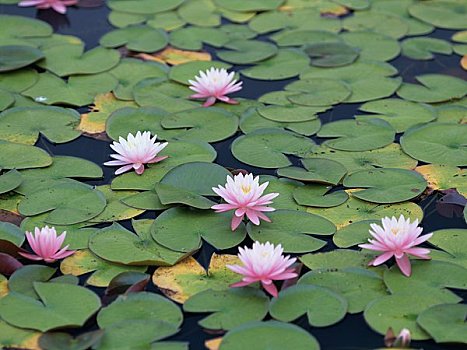 水,百合,花