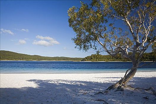 澳大利亚,昆士兰,弗雷泽岛,白沙,蓝色,色调,淡水,湖,流行,魅力,游人,一个,许多,栖息