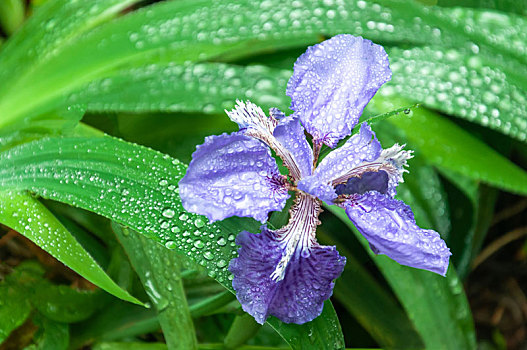 春天植物园盛开的蓝紫色鸢尾花