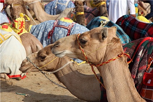 比赛,骆驼,多哈,卡塔尔,中东