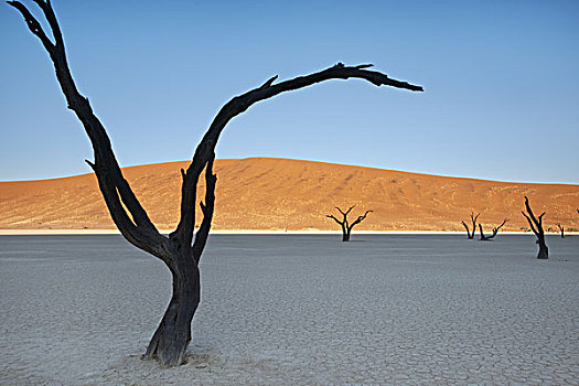 死,树,刺槐,死亡谷,索苏维来地区,纳米比诺克陆夫国家公园,纳米比亚