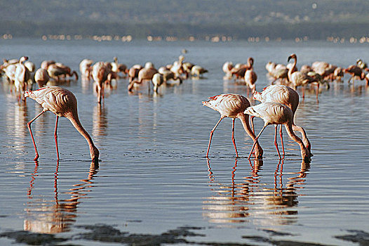 火烈鸟,小红鹳,纳库鲁湖,肯尼亚