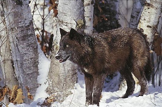 暗色,阶段,灰狼,狼,哺乳动物,冬天,雪,美国,北美,动物