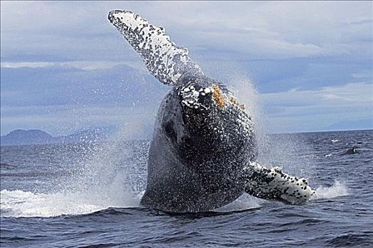 阿拉斯加,弗雷德里克湾,驼背鲸,大翅鲸属,鲸跃