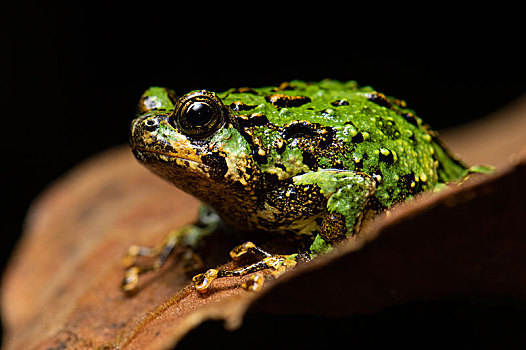 青蛙,雨林,马达加斯加,非洲