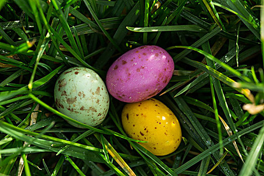 小,斑点,复活节彩蛋,草