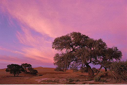 树,日出,索苏维来地区,纳米比亚