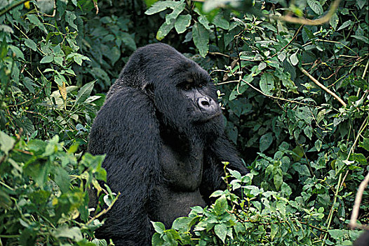 山地大猩猩,大猩猩,雄性,坐,公园,卢旺达