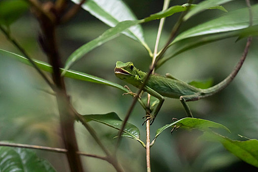绿色,蜥蜴,树,自然保护区,沙巴,婆罗洲,马来西亚,亚洲