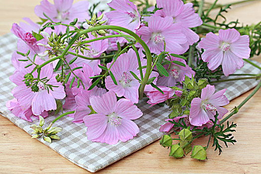 锦葵属植物,方格,桌布