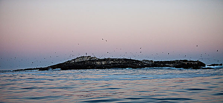 海豹,岛屿,生物群,毛海狮,福尔斯湾,南非