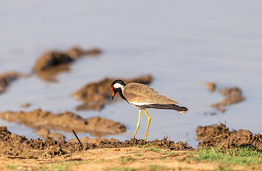 在沼泽地半干旱地等处觅食的红垂麦鸡鸟