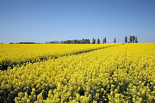 芥末,地点,高原