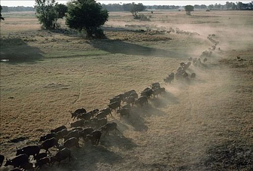 南非水牛,非洲水牛,牧群,迁徙,塞伦盖蒂国家公园,坦桑尼亚