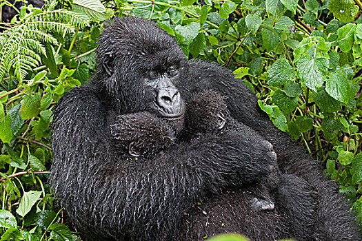 山地大猩猩,大猩猩,休息,母亲,拿着,五个,老,相似,幼仔,国家,卢旺达
