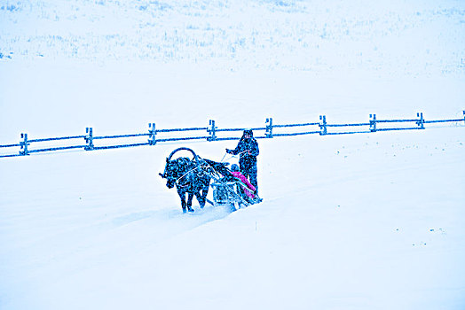 乡村,冬日,雪地,雪橇