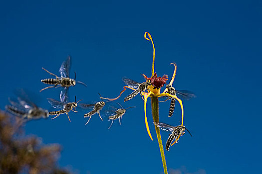 国王,蜘蛛,兰花,花,红色,嘴唇,雌性,黄蜂,西澳大利亚州