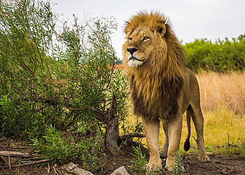 狮子,雄性,站立,靠近,灌木,看,奥卡万戈三角洲,博茨瓦纳,非洲,重要,迷题,全球,五月