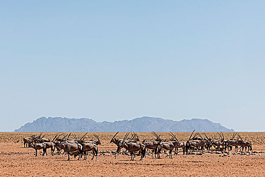 长角羚羊,羚羊,纹章,动物,纳米比亚,水潭,自然保护区