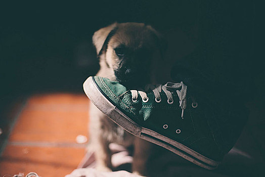 小狗,狗,嗅,鞋