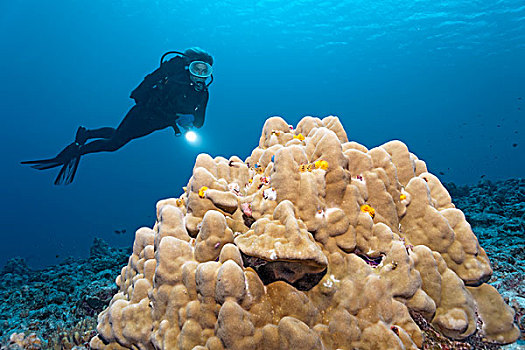 潜水,看,珊瑚,圣诞树,蠕虫,波拉波拉岛,背风群岛,社会群岛,法属玻利尼西亚,法国,大洋洲