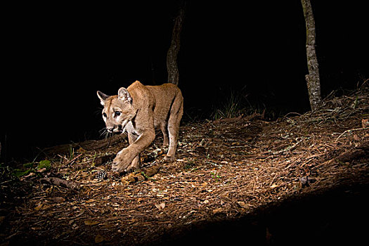 美洲狮,野生,幼小,走,夜晚,蒙特利湾,加利福尼亚