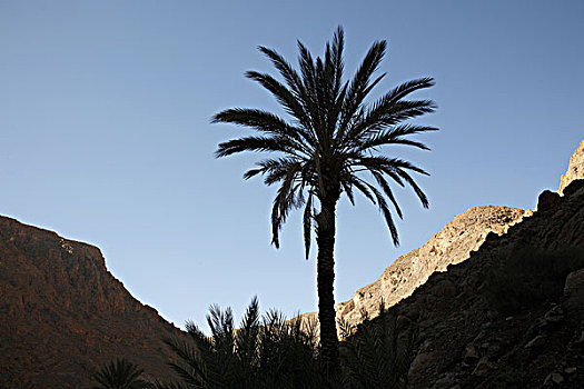 非洲,北非,摩洛哥,区域,峡谷,棕榈树