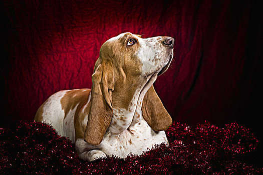 巴塞特猎犬,红色背景,花环,艾伯塔省,加拿大
