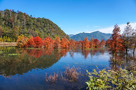 台州市黄岩区,长潭水库,深秋的景色,水中红杉