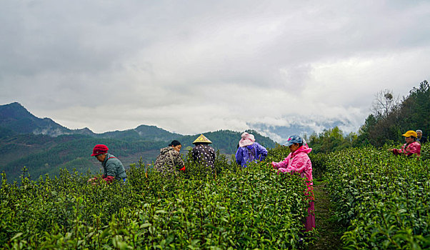 贡茶之乡采春茶