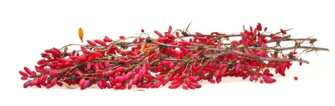 红色,小檗属,嫩枝,成熟,水果,白色背景