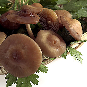 可食蘑菇,西芹
