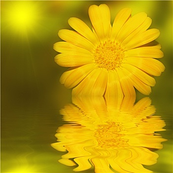 黄色,热带花卉