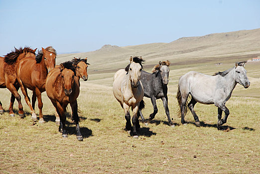 蒙古马,拍摄于内蒙古自治区锡林郭勒盟