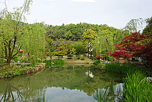 西湖茶乡,龙井