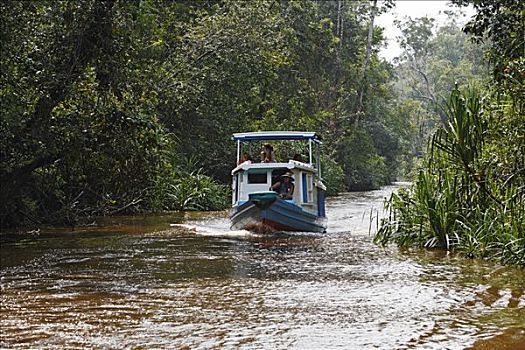 船,河,檀中埠廷国立公园,中加里曼丹省,婆罗洲,印度尼西亚