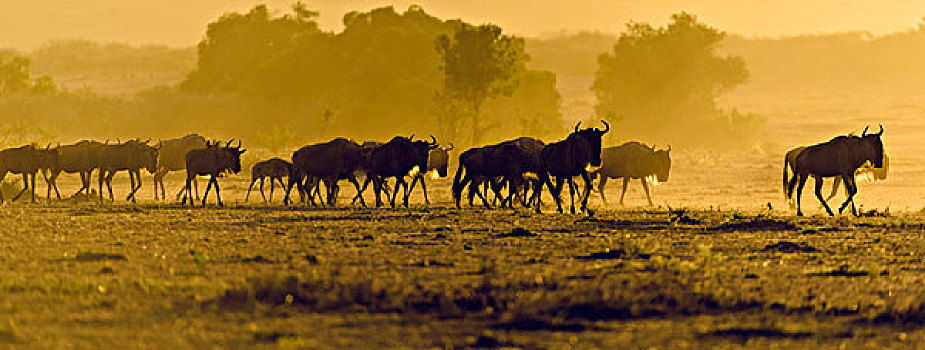 蓝角马,角马,牧群,逆光,马赛马拉,肯尼亚,非洲
