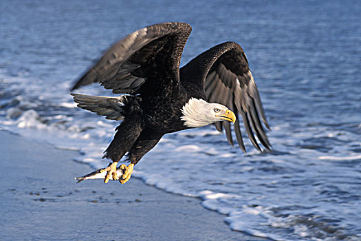 白头鹰,海雕属,飞行,鱼,卡契马克湾,阿拉斯加