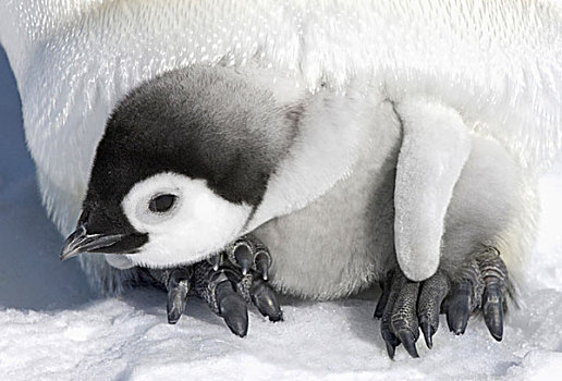 帝企鹅,幼禽,脚,冰,雪丘岛,南极