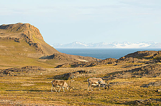 挪威,斯瓦尔巴群岛,斯匹次卑尔根岛,斯瓦尔巴特群岛,驯鹿,小,驯鹿属,成年,饲料,苔原