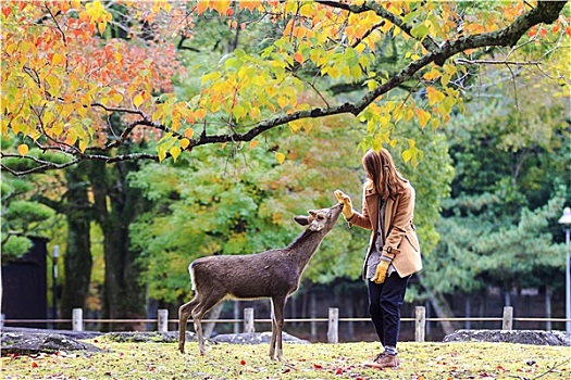 鹿,奈良,日本,秋天