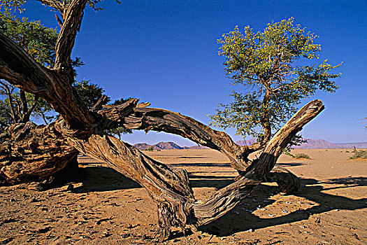 纳米比亚,纳米布沙漠,枯木,风景,景色