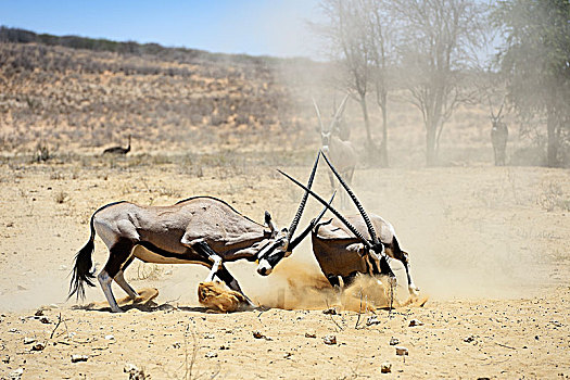 争斗,南非大羚羊,羚羊,卡拉哈迪大羚羊国家公园,北角,南非,非洲