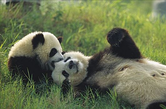 大熊猫,女性,幼兽,玩,成都,熊猫,饲养,研究中心,中国